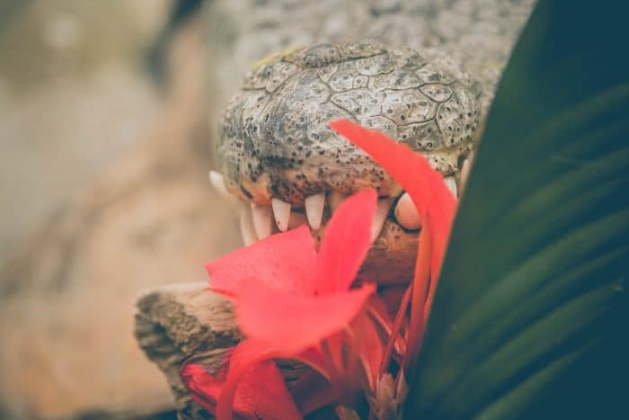 croc teeth