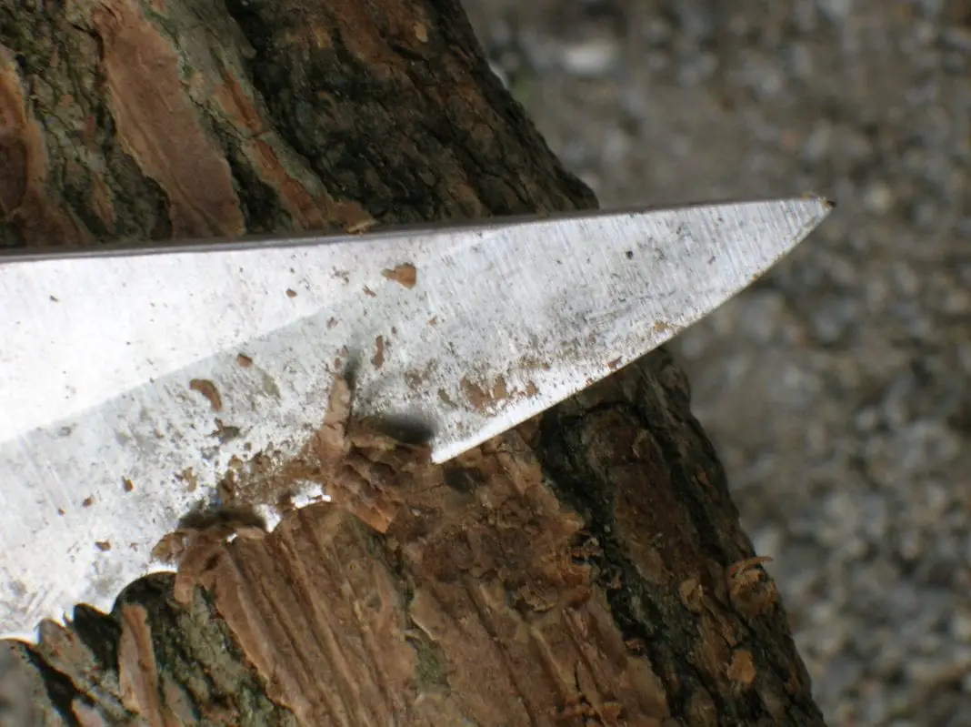 Plain vs Serrated Edge Knife: What’s the Best for Survival?