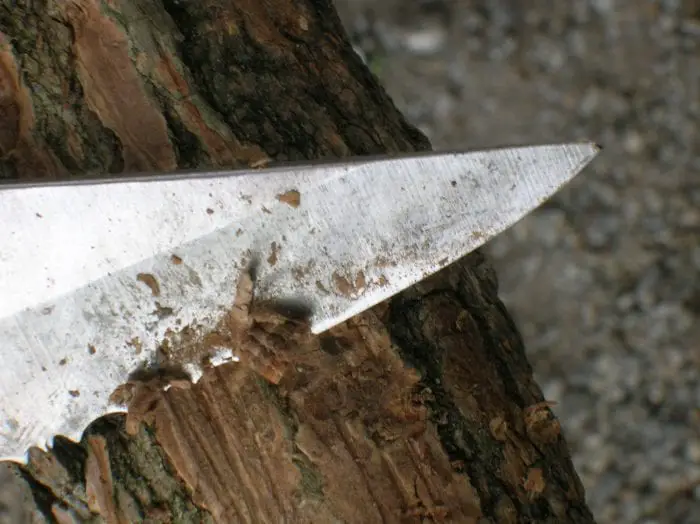 Plain Edge or Serrated Edge Knife for Survival