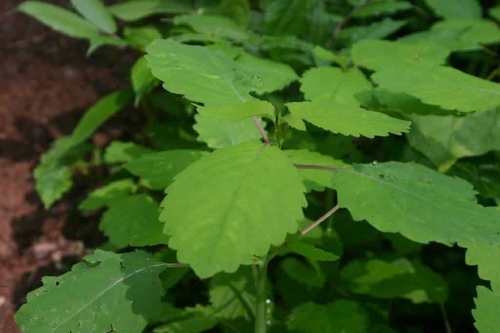 Jewelweed