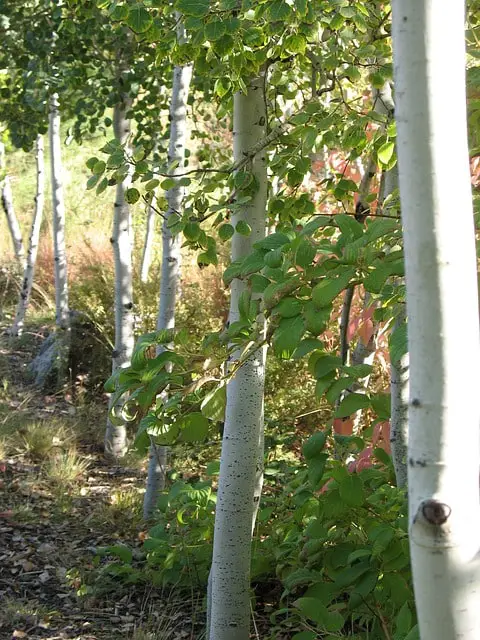 aspen tree