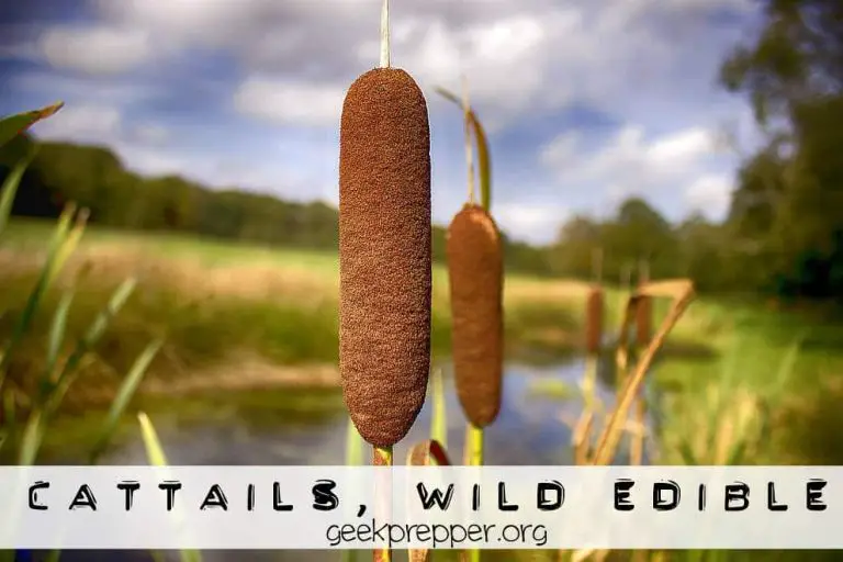 How to Eat Wild Cattails for Wilderness Survival or for Fun