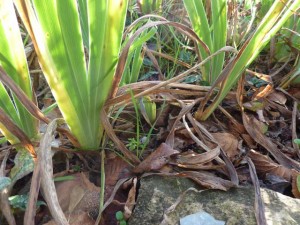 Notice the flat, fan-like leaves.