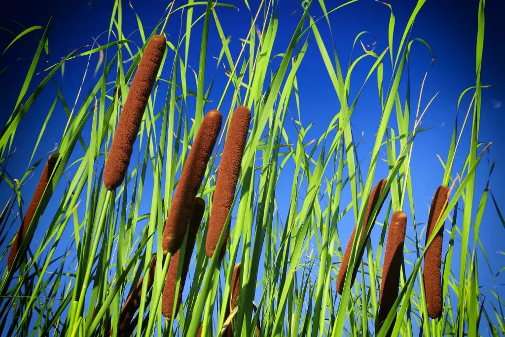 cattails