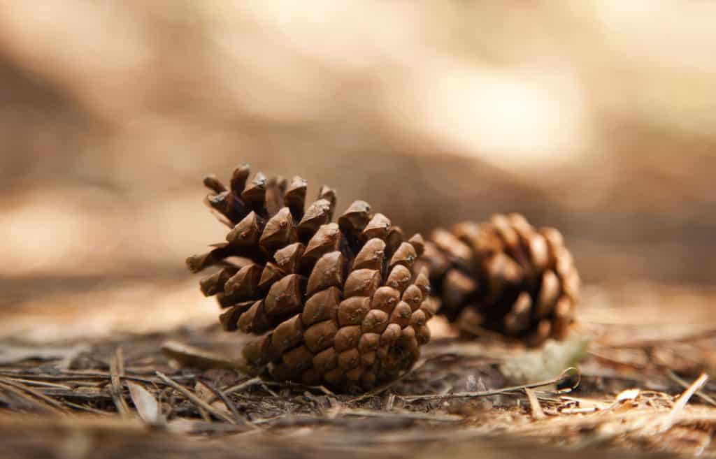 pine-cones