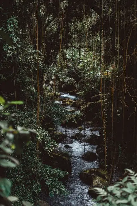 water in the jungle