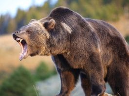 prevent-bear-attacks