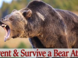 Bear-Attack-FB