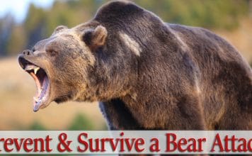 Bear-Attack-FB