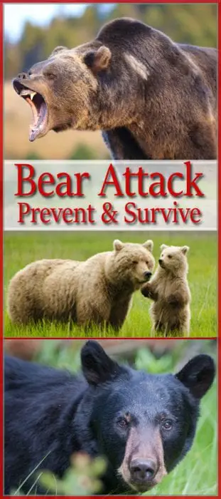 Bear-Attack-PIN