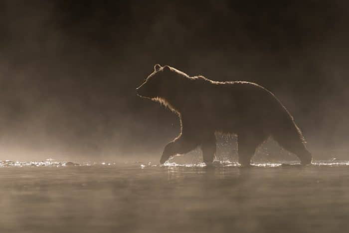 kodiak-bear-mist