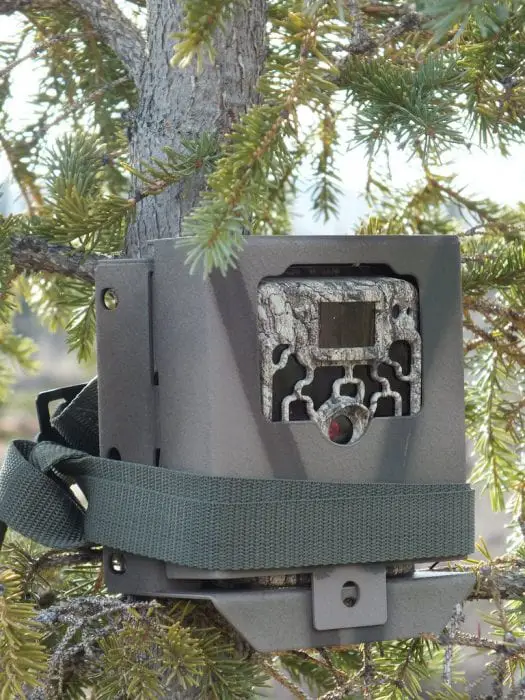 trail cameras