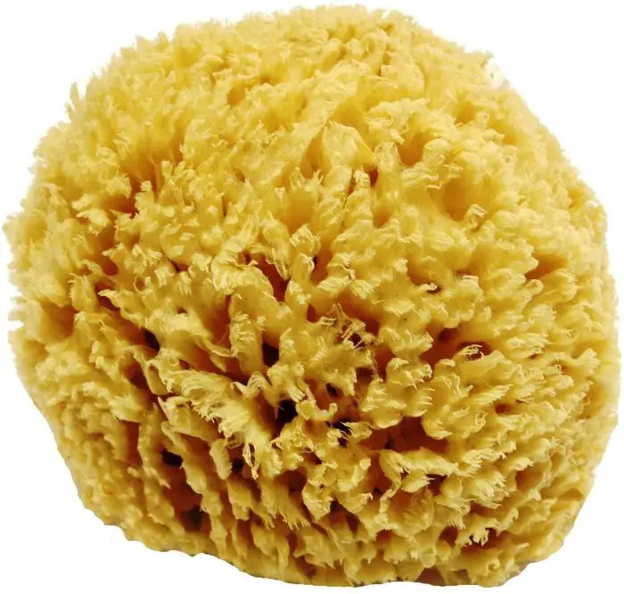 sea sponge