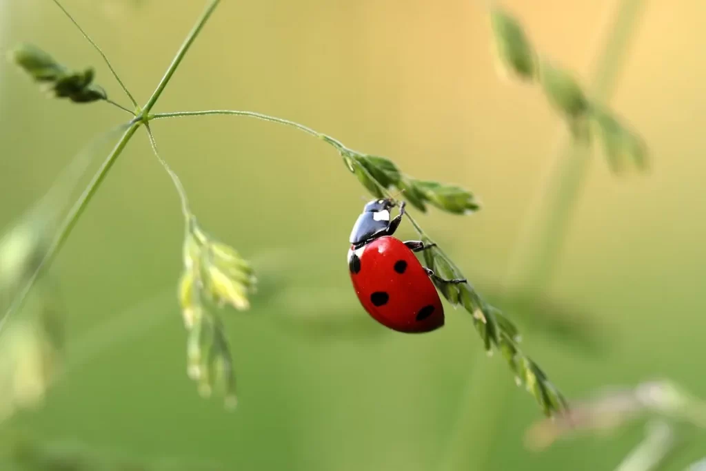 Are Ladybugs Harmful?