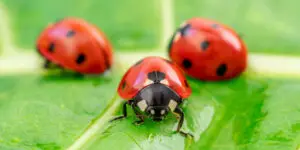 How To Get Rid of Ladybugs | What To Watch Out For + Tips