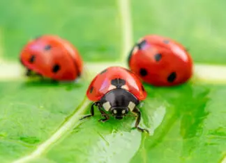 How To Get Rid of Ladybugs | What To Watch Out For + Tips
